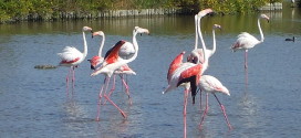 Flamants roses en Petite Camargue