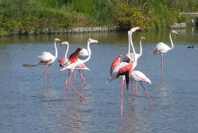 Flamants roses en Petite Camargue