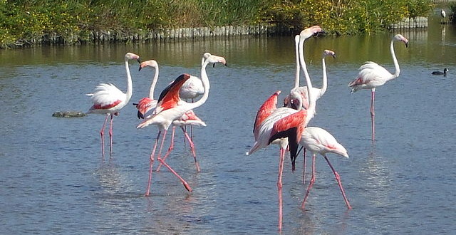 Flamants roses en Petite Camargue