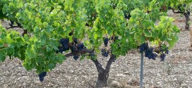 viticulteurs