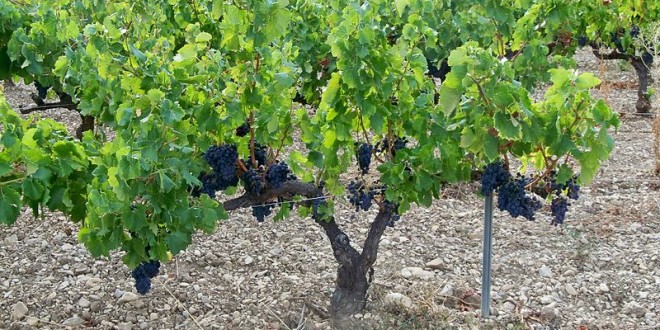 viticulteurs